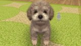 Nintendogs And Cats 3d Toy Poodle