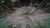 Joc Ark Survival Evolved pentru PS4