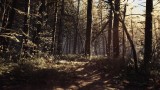 Joc Blair Witch pentru PC