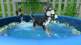 Joc Little Friends Puppy Island pentru Nintendo Switch