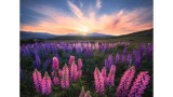  Puzzle Ravensburger Lupins 500pc (10217492)