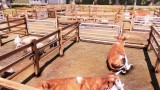 Joc Real Farm pentru Xbox One