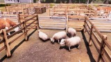 Joc Real Farm pentru Xbox One