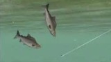 Joc Reel Fishing Anglers Dream pentru Nintendo Wii