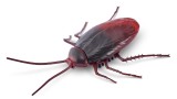 Jucarie Robot Robo Alive Robotic S2 Cockroach Bulk (7152)