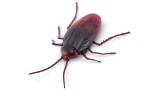 Jucarie Robot Robo Alive Robotic S2 Cockroach Bulk (7152)