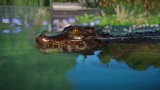 Joc Planet Zoo: Aquatic Pack pentru PC Digital