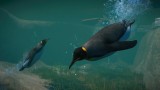 Joc Planet Zoo: Aquatic Pack pentru PC Digital