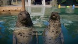 Joc Planet Zoo: Aquatic Pack pentru PC Digital