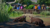 Joc Planet Zoo: Wetlands Animal Pack pentru PC Digital