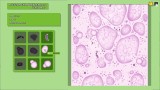 Joc Animal Shelter - Vet Clinic Dlc pentru PC Digital