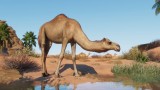Joc Planet Zoo: The Arid Animal Pack pentru PC Digital