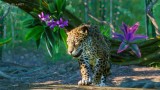 Joc Planet Zoo: South America Pack pentru PC Digital