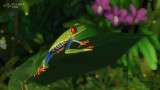 Joc Planet Zoo: South America Pack pentru PC Digital