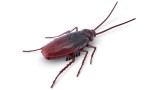 Jucarie Robot Robo Alive Robotic S2 Cockroach Bulk (7152)