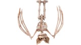  Halloween Skeleton Bat (96175)